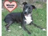 Adopt A270231 Winnie a Black - with White Labrador Retriever  Am