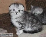 Kiki MF Scottish Fold kittens for Sale