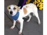 Adopt Shelly a White - with Red Golden Orange or Chestnut Americ