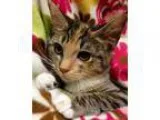 Adopt Holly a Calico Domestic Short Hair