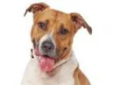Adopt Marlon a BrownChocolate Shepherd (Unknown Type)  Basenji  