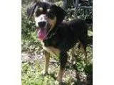 Adopt Susie a Beagle Hound