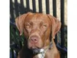 Adopt Gunner a RedGoldenOrangeCh estnut German Shorthaired Point