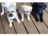 Adopt 3 Boxer Mix Puppies a Boxer Labrador Retriever