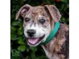 Adopt Viktor a Catahoula Leopard Dog