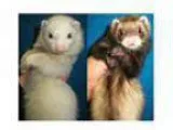 Adopt Anna and Leila a Ferret
