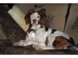Adopt ARMolly a White - with Red Golden Orange or Chestnut Britt