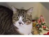 Adopt Maggie a Brown Tabby Domestic Shorthair (short coat) cat i