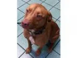 Adopt Petunia a RedGoldenOrangeCh estnut - with White Vizsla  La
