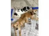 Adopt Daisy a Husky Labrador Retriever