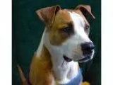 Adopt Barkley a Boxer Pit Bull Terrier