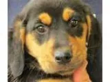 Adopt Quinn a Rottweiler Shepherd