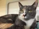 Adopt Sidna a Calico or Dilute Calico Domestic Shorthair (short 