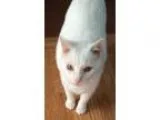 Adopt Willie a White Domestic Shorthair (short coat) cat in Linc