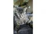 Adopt Aiko a Tiger Striped Domestic Shorthair (short coat) cat i