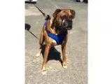 Adopt Dexteradopted a TanYellowFawn - with White Boxer  Mixed do