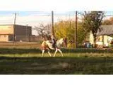 APHA registered