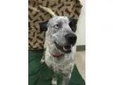 Adopt Spot a Cattle Dog