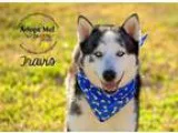 Adopt Travis a Siberian Husky Husky