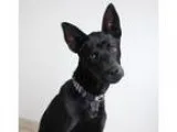 Adopt Charles D160381 PENDING ADOPTION a Black German Shepherd D