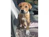 Adopt Betty a TanYellowFawn - with White Shar Pei  Labrador Retr