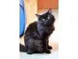 Adopt Bucky a Black (Mostly) Domestic Longhair (long coat) cat i