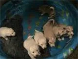White German Shepherd Great Pyrenees Mix Puppies