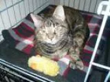 Adopt Penelope a Domestic Short Hair-gray Tabby