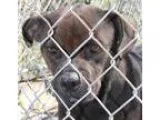 Adopt Babe a Rottweiler Boxer