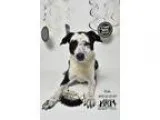 Adopt Reba - In Training a Labrador Retriever  Mixed dog in Jeff