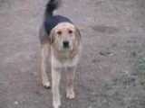 Adopt Star a German Shepherd Dog Labrador Retriever
