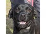 Adopt John Boyega a Black Labrador Retriever  Pug  Mixed dog in 