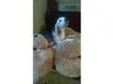 Adopt Cooper a Beagle