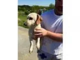 Adopt Hobie a Dachshund
