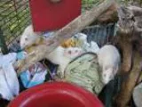 Adopt Ratties (19) a Rat
