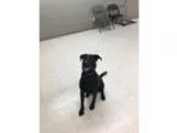 Adopt Kyia a Labrador Retriever