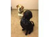 Adopt Rebel and Rocky a Black - with Brown Red Golden Orange or 