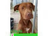 Adopt Chachi a Labrador Retriever Hound