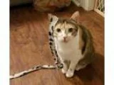 Adopt Calla a Domestic Shorthair  Mixed (short coat) cat in Devo