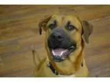 Adopt Trevor a Labrador Retriever