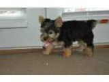 Gigig gentle yorkie female