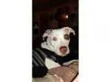 Adopt Baby a Pit Bull Terrier
