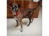 Adopt Rambo a BrownChocolate Boxer  Mixed dog in Ashtabula OH (1
