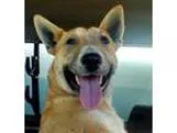 Adopt Murphy a Bull Terrier
