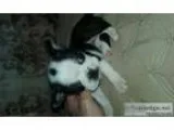 Boston terrier puppie