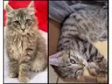 Adopt Birdie and Elmo Beautiful Baby Brothers a Gray Blue or Sil