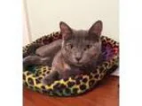 Adopt Smokey a Tortoiseshell Domestic Shorthair (short coat) cat