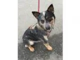 Adopt Bobby Blue a GrayBlueSilverSal t and Pepper Australian Cat