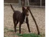 Adopt Choco a Labrador Retriever Pit Bull Terrier