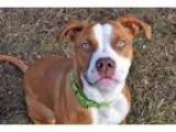 Adopt Tinsel a Pit Bull Terrier
